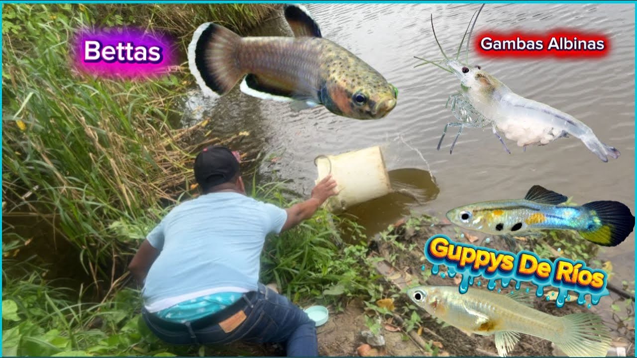 Con Una Cubeta Atrapó Gambas Albinas, Guppys Salvajes y Bettas 😍🫡