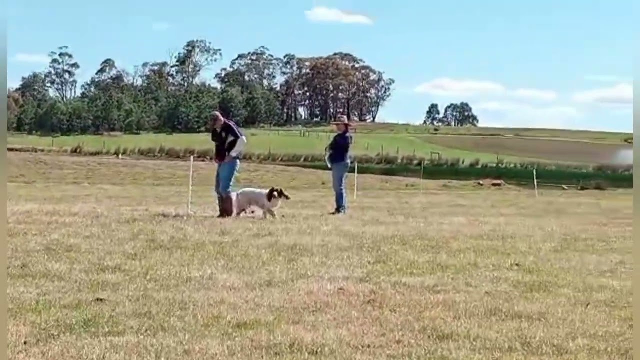 Gundog trial -Open Retrieving Ability Test for Gundogs (RATG)