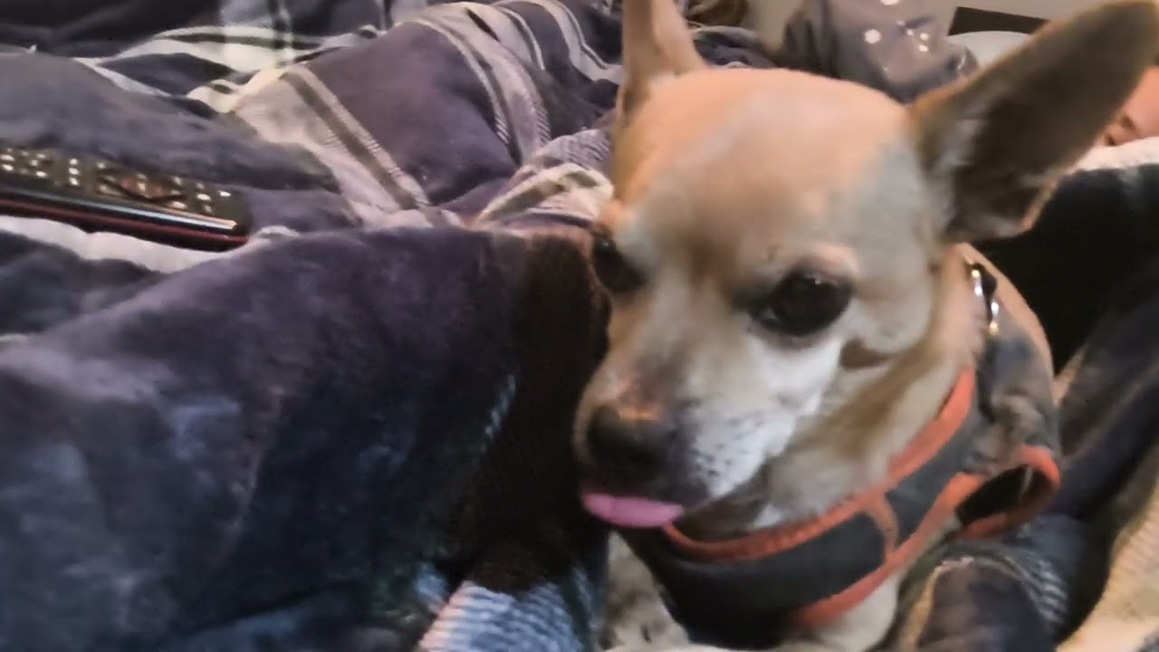 HAPPPY DOG SAD DOG LIVE REACTION!!!!!!!