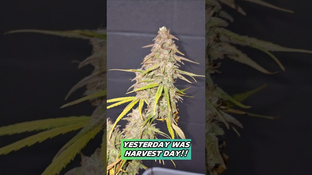Cannabis Garden Update Day 80, HARVEST DAY!!
