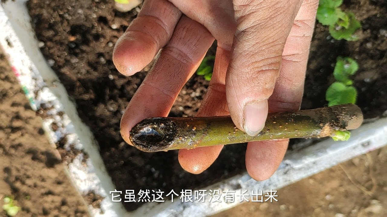 无花果扦插“干枝”“烂条”怎么办？分享3点经验，成活不再难！