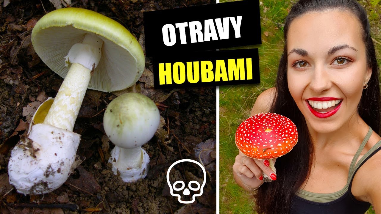 OTRAVY HOUBAMI - první pomoc, příznaky, pověry a nejjedovatější houby v ČR (muchomůrka zelená)