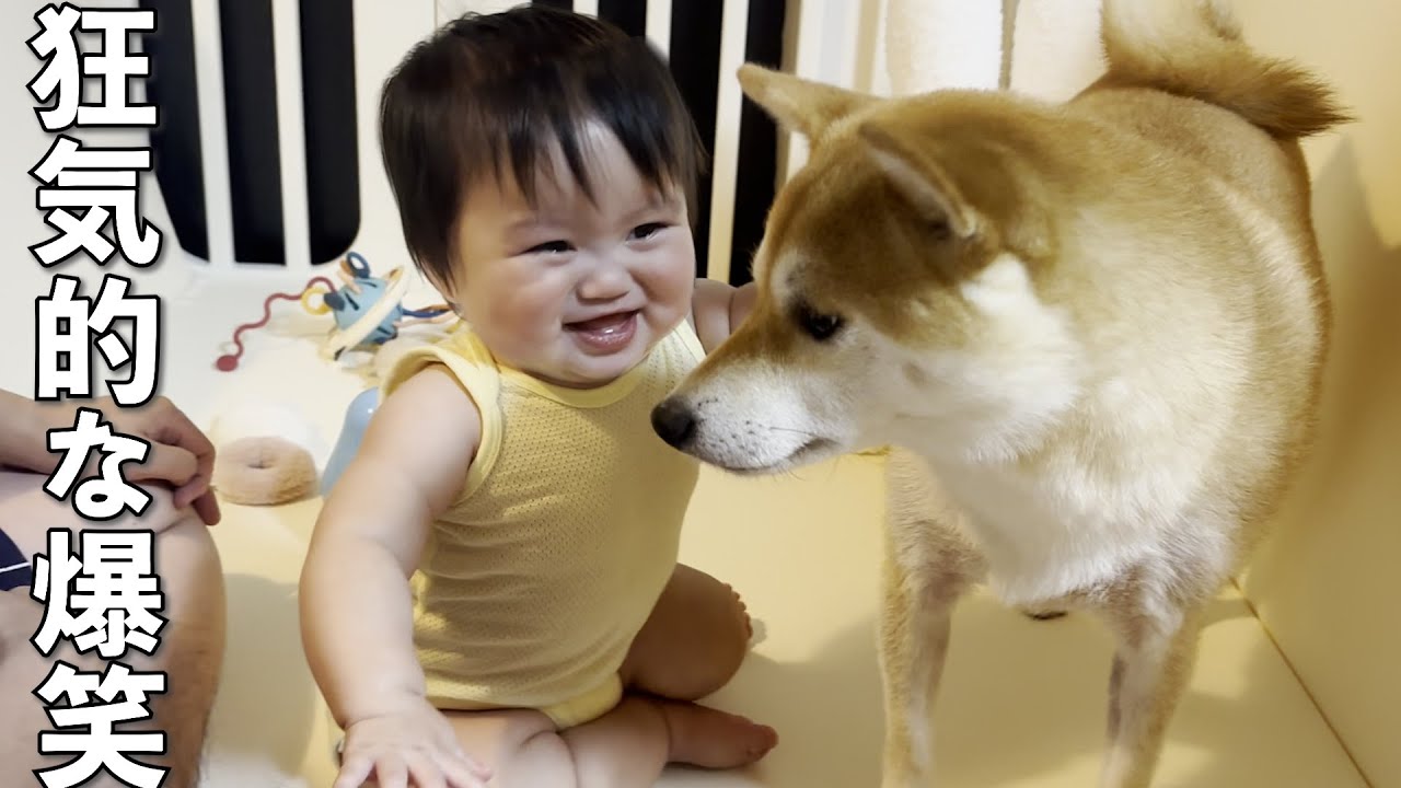 叫び暴れ、柴犬を見て大爆笑する生後11ヶ月の赤ちゃん