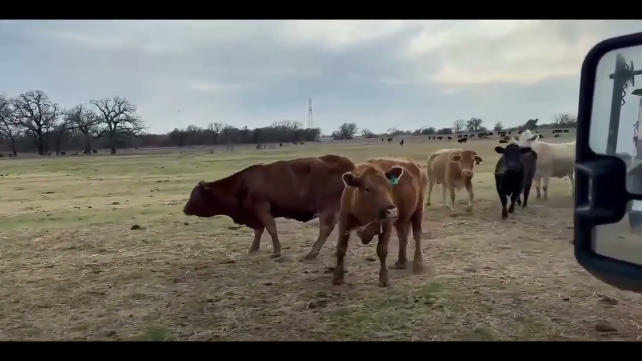 100 Angus, Beefmaster, Black Baldy, Braford, Brangus... For Sale