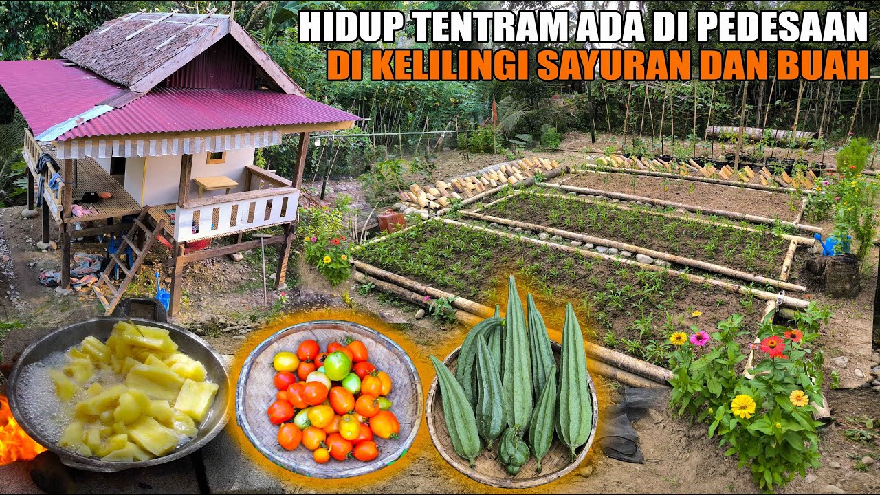 HIDUP DI DESA TANAM SAYURAN SAWI & BUAH UNTUK KEBUTUHAN DAPUR, MELANJUTKAN RENOVASI RUMAH PONDOK