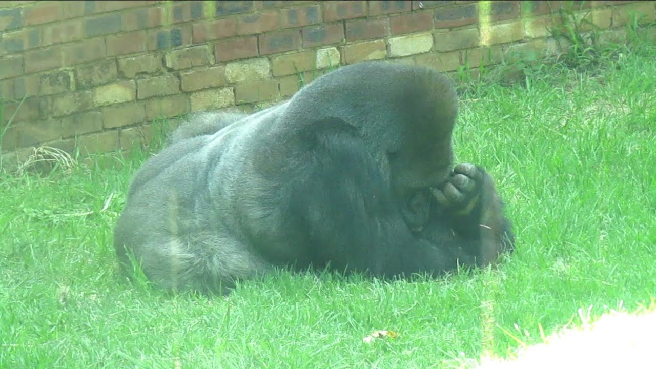 Grieving And Crying Gorilla For Losing A Friend Gorilla