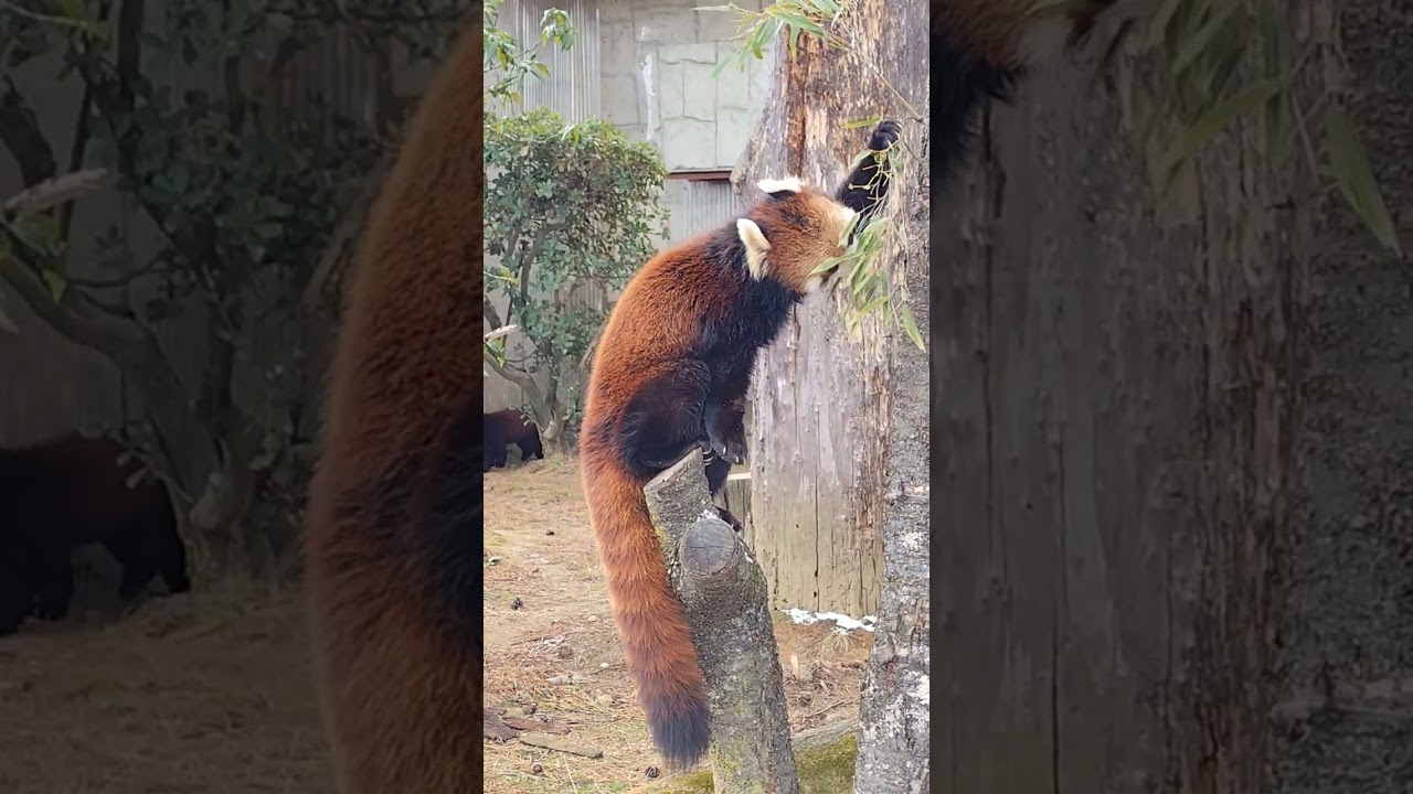 양양의 늦둥이 대작전은 성공할 것인가?🤩