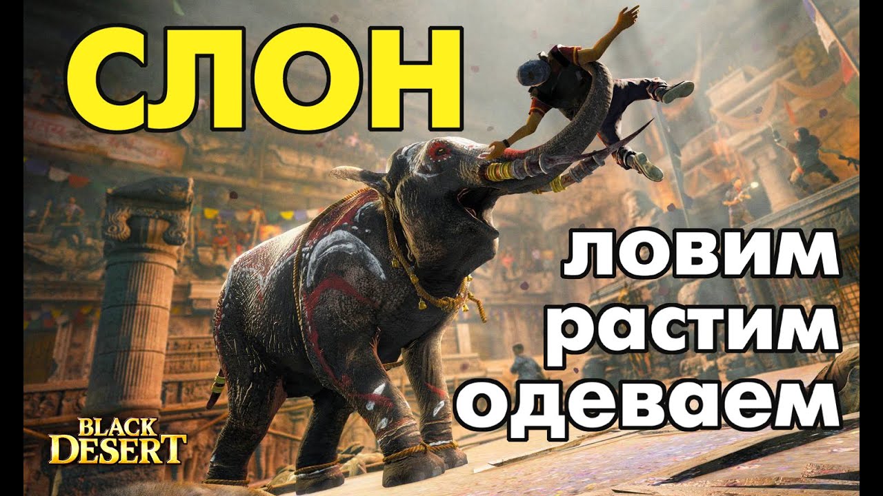 Black Desert (RU) - Ловим слоненка, выращиваем и готовим к осаде!