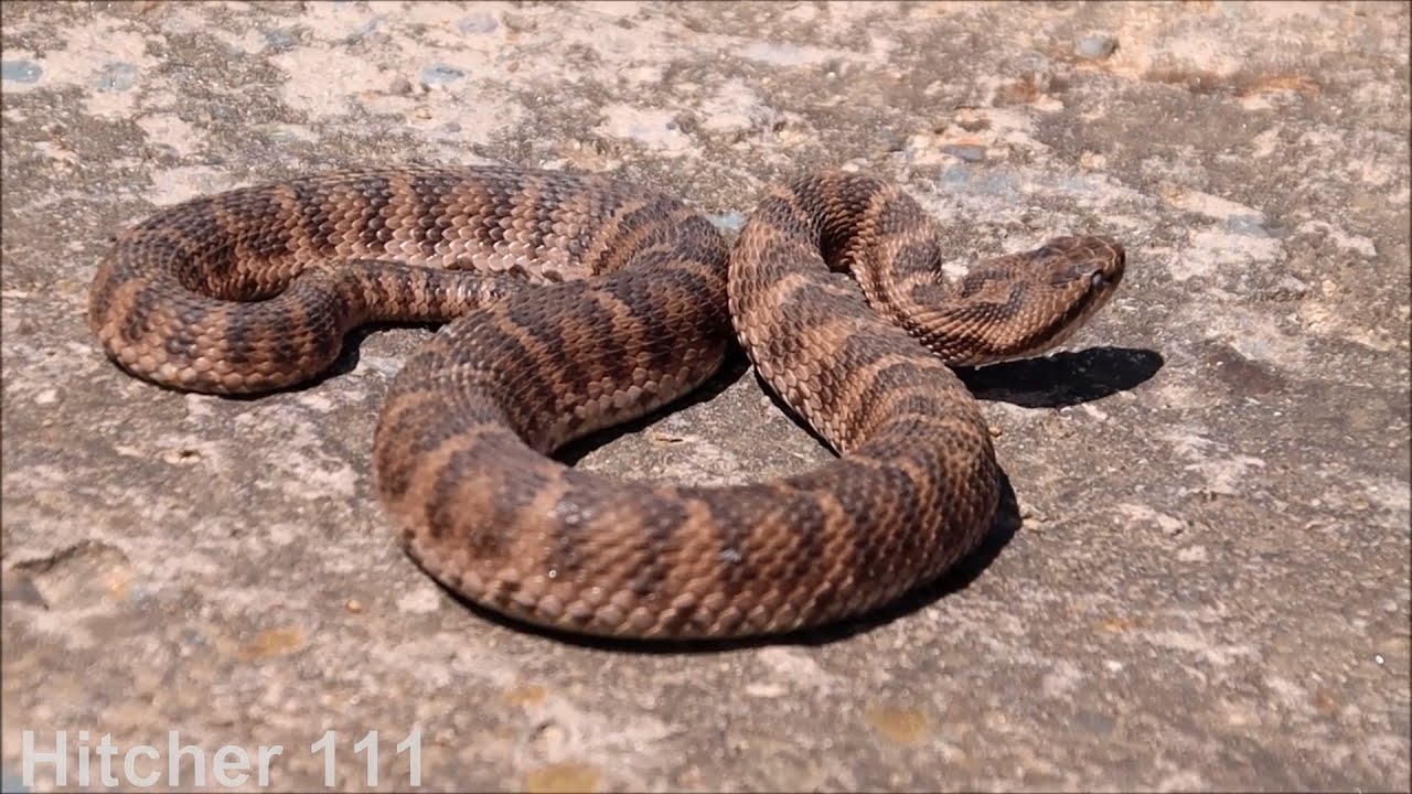 [2025] Central Asian Pit Viper /  Средний щитомордник