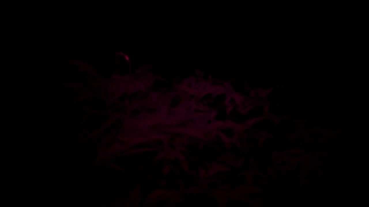 Spliff's Garden ~ 420-pfr-Pontoon at lights off! ~ 2-21-13