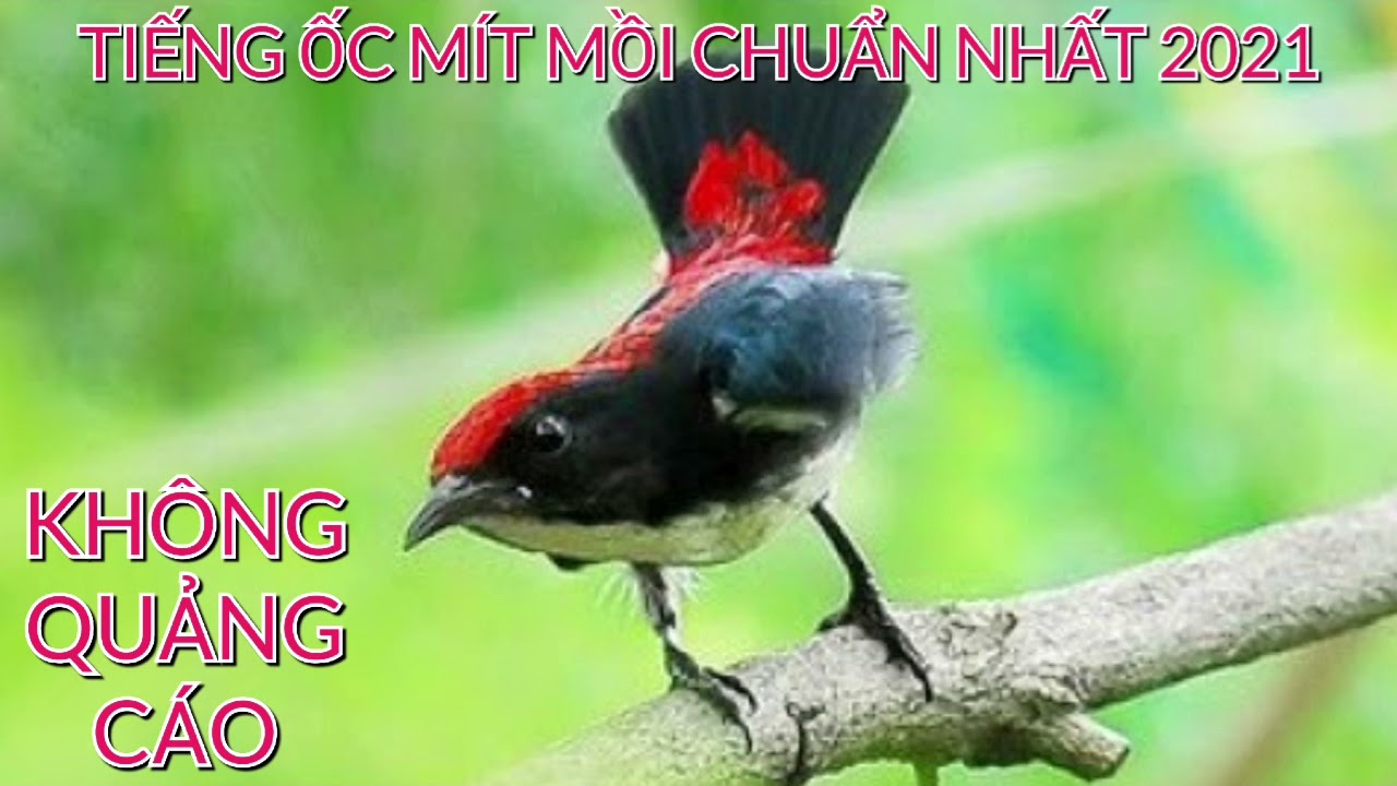 TIẾNG CHIM ỐC MÍT MỒI CHUẨN NHẤT 2021 DÀNH CHO ANH EM ĐI BẪY- 1 HOUR- KHÔNG QUẢNG CÁO