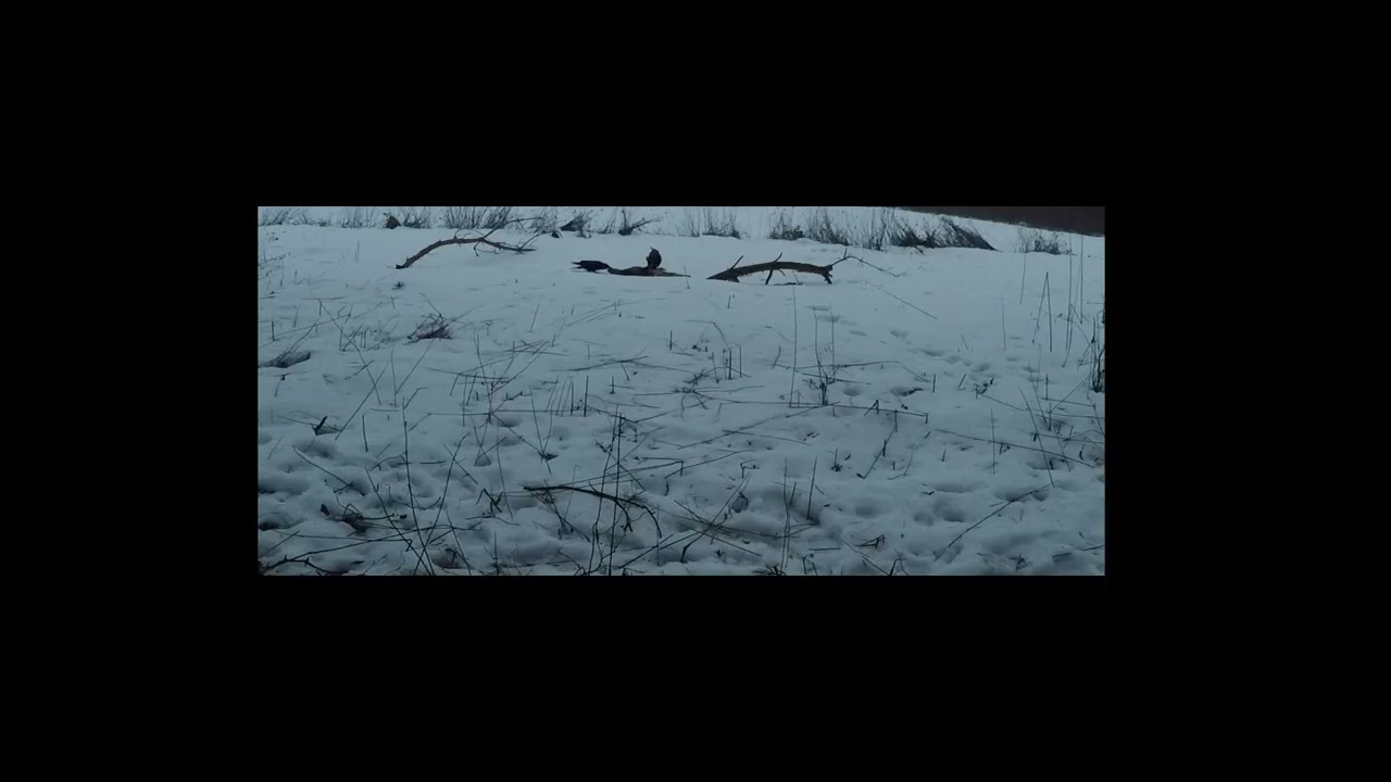 Myszołów i kruk