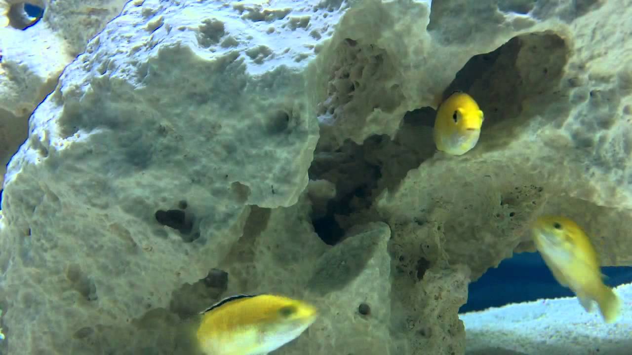 Labidochromis caeruleus