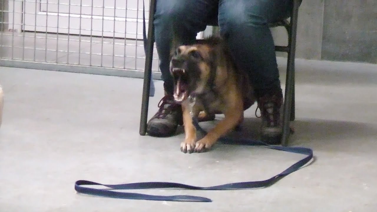 „Synapsenfasching“ bei Malinois-Herder-Mix