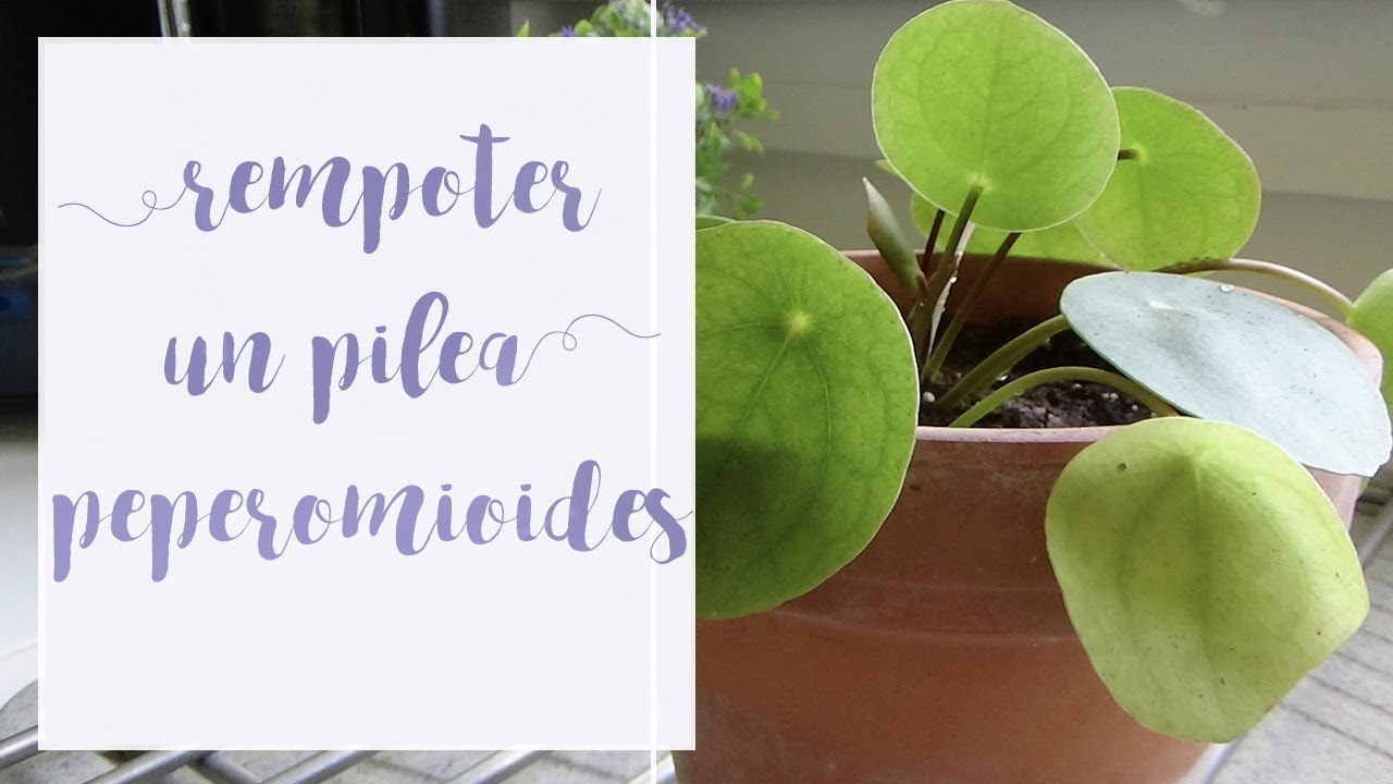 Comment rempoter un pilea peperomioides |Tuto jardinage