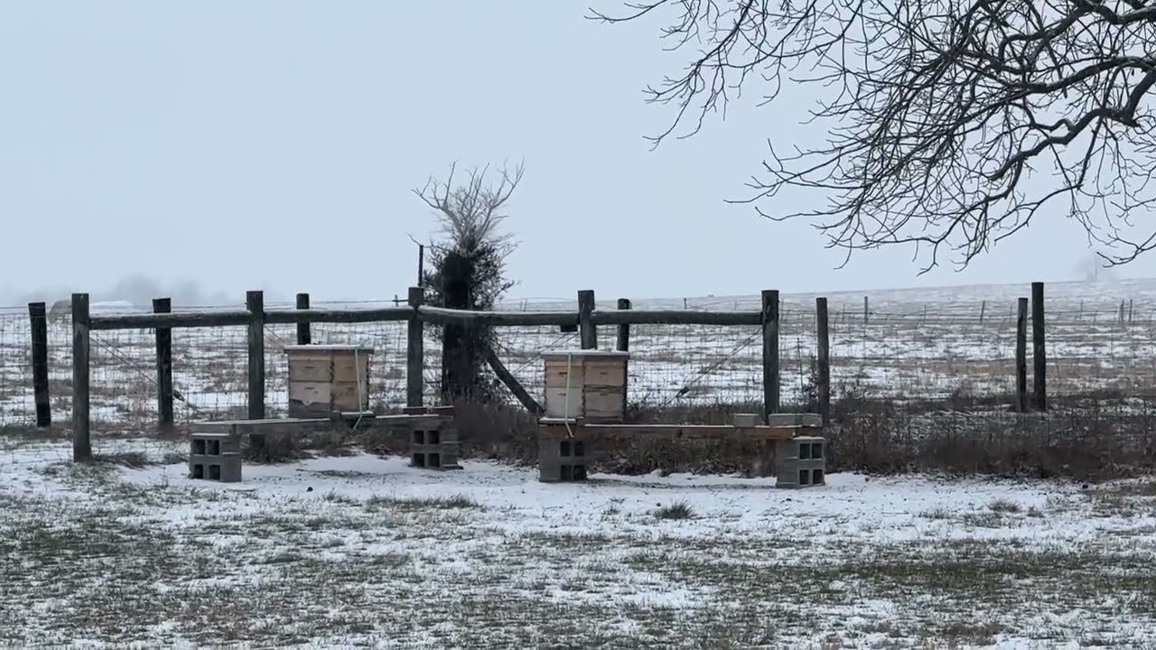 Snowing on the bees.  #beekeeping #bees #winterbees #apiary