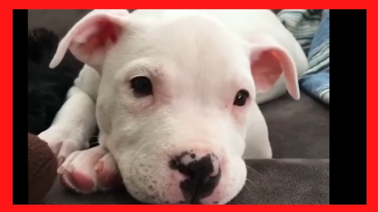 Pitbulls Being Wholesome | Pitbulls Are Awesome(Dogs Doing Funny Things)