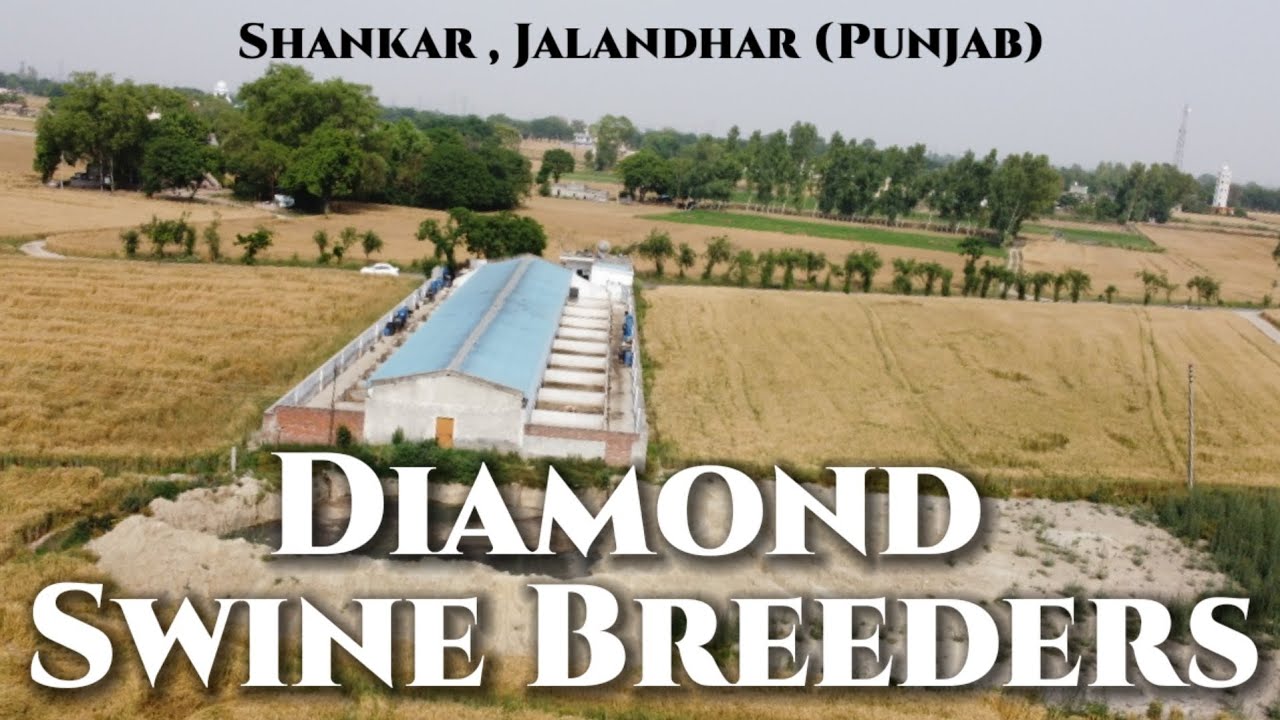 Diamond Swine Breeders | Shankar , Jalandhar (Punjab) | Swastik Pig Farm