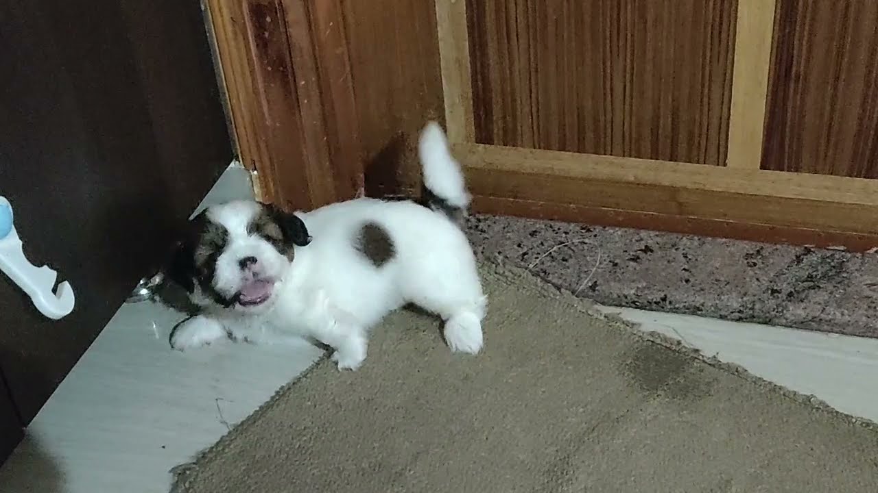 ShihTzu Female Puppies for sale in Bangalore (MP Fur Babies) +91 9845798524