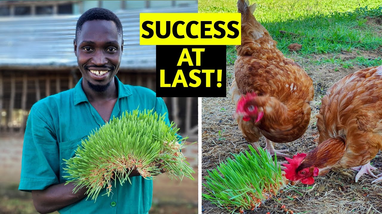 CHEAP CHICKEN FEED | I Grew PERFECT Fodder for My Chickens
