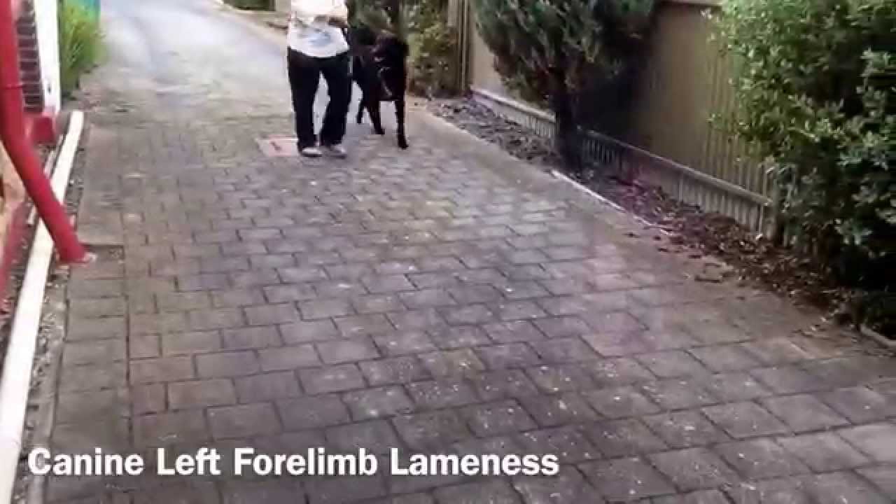 Canine Left Forelimb Lameness