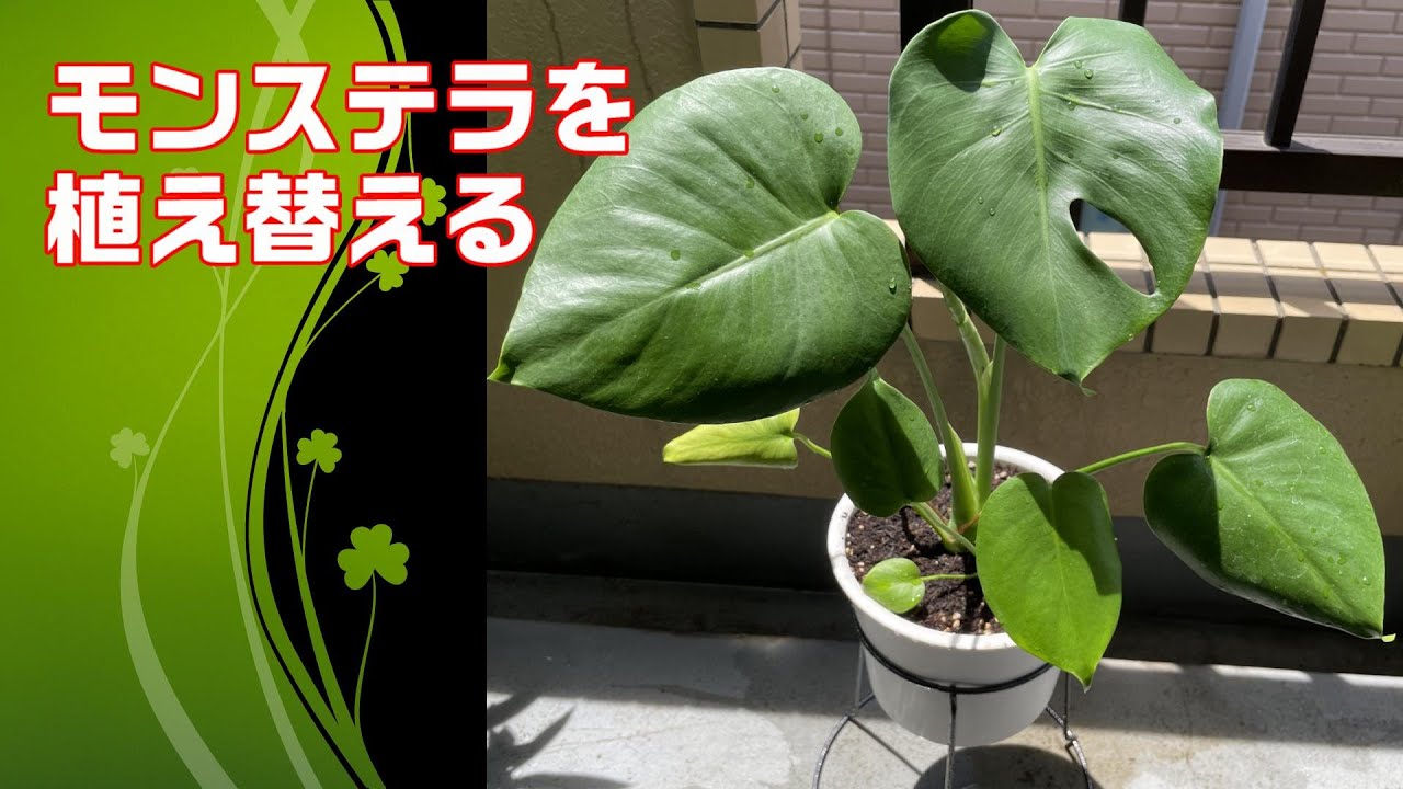【モンステラ】人気の観葉植物を植え替えてさらに大きく育てるために　monstera transplant