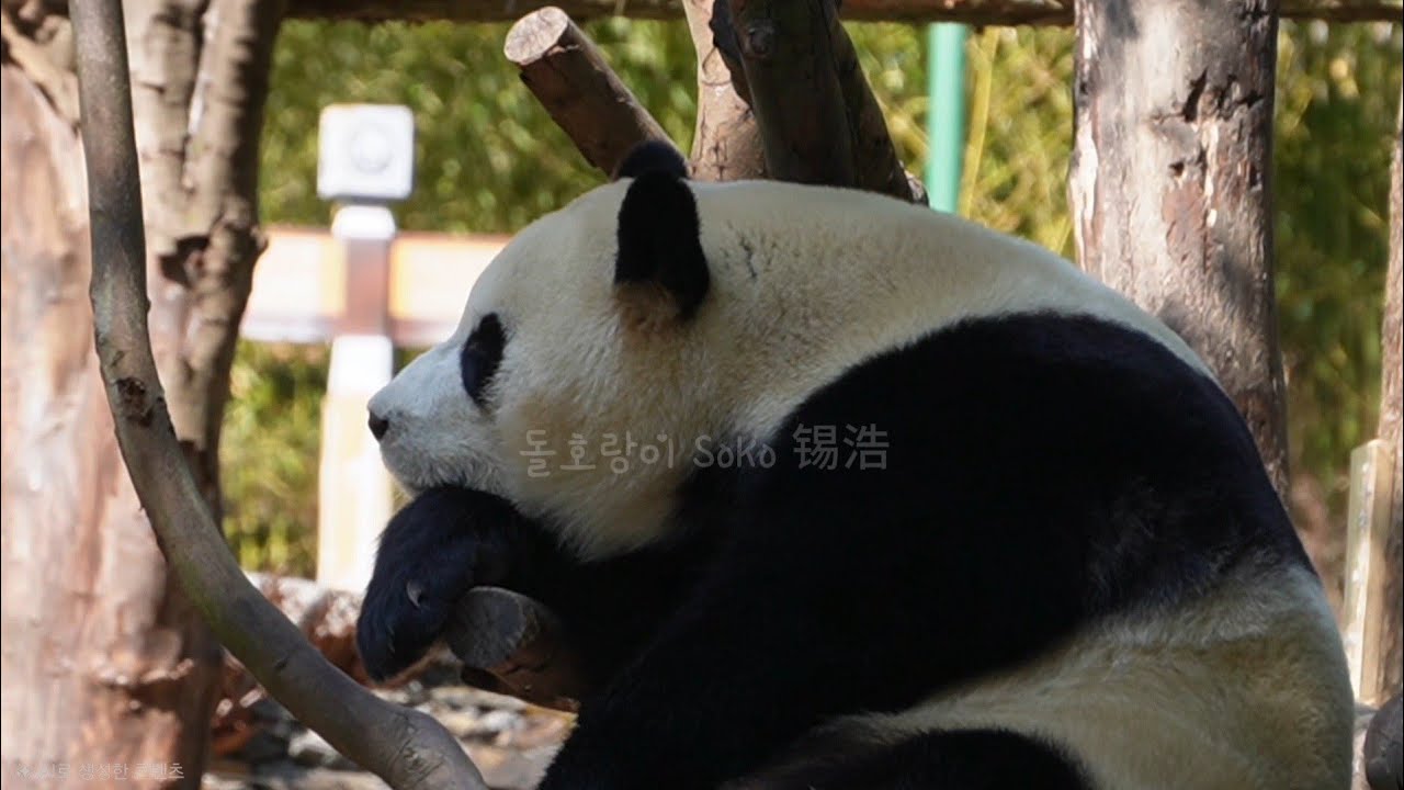 생각하는 푸뎅뎅...🤔 | 2월 16일 오후(푸바오 실시간) Panda Fubao