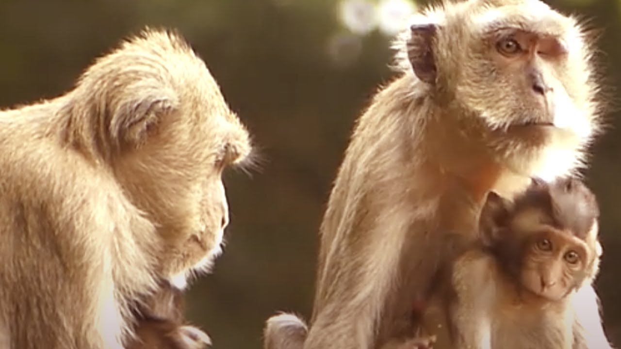 Monkey Vegas and her baby monkey Vegan