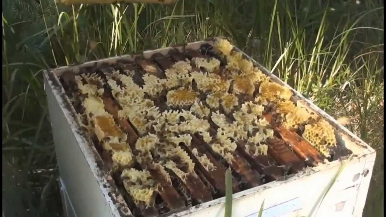 Beekeeping: Robbing the Bees.