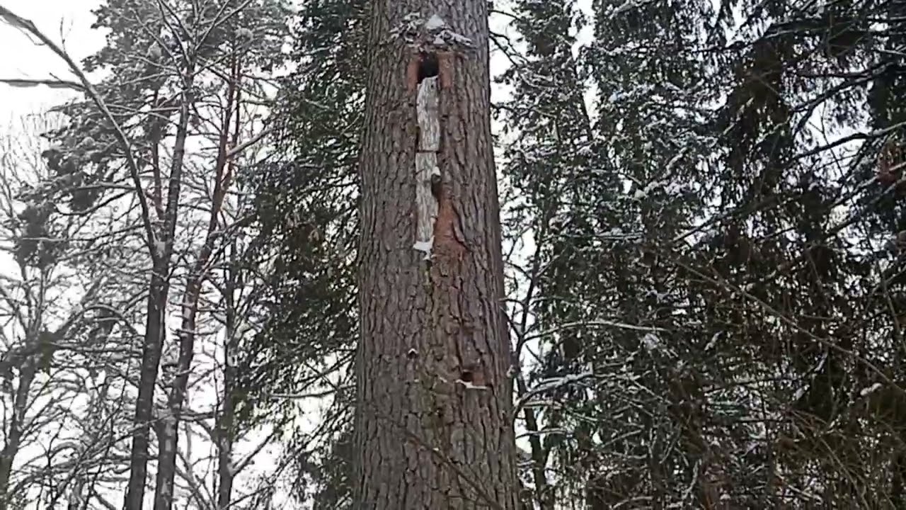 Катания на рабочей тройке в санях. 