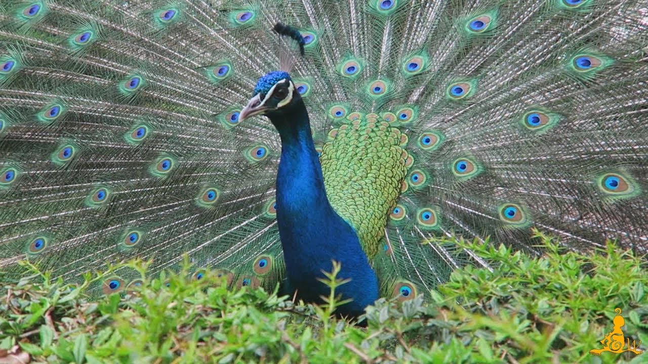 Pauw in volle glorie - Dieren in de Efteling