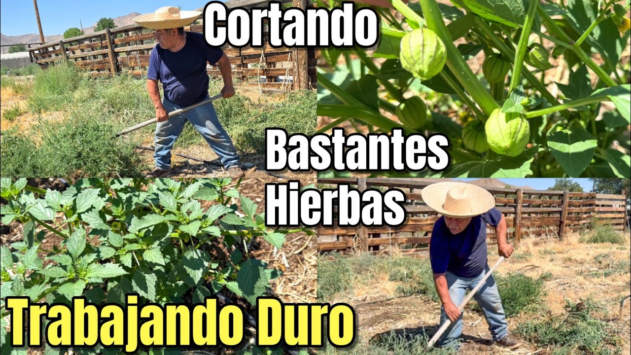Cortando Muchas Hierbas Y Limpiando Mi Tomatillo Milpero!