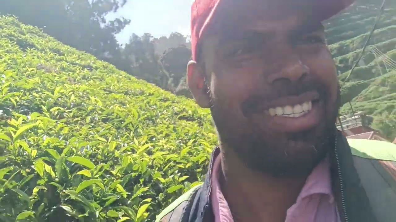 ooty tea park