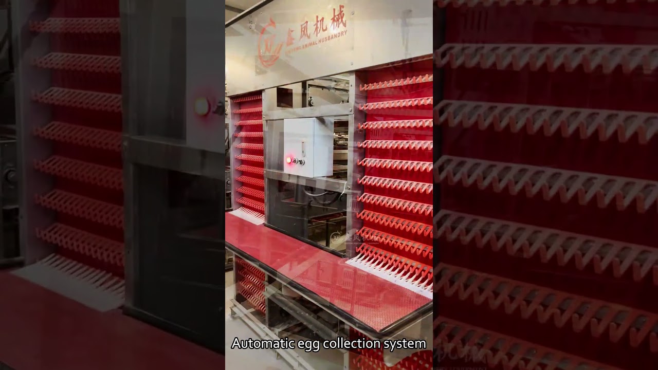 Automatic poultry farm #factory #layer#poultry