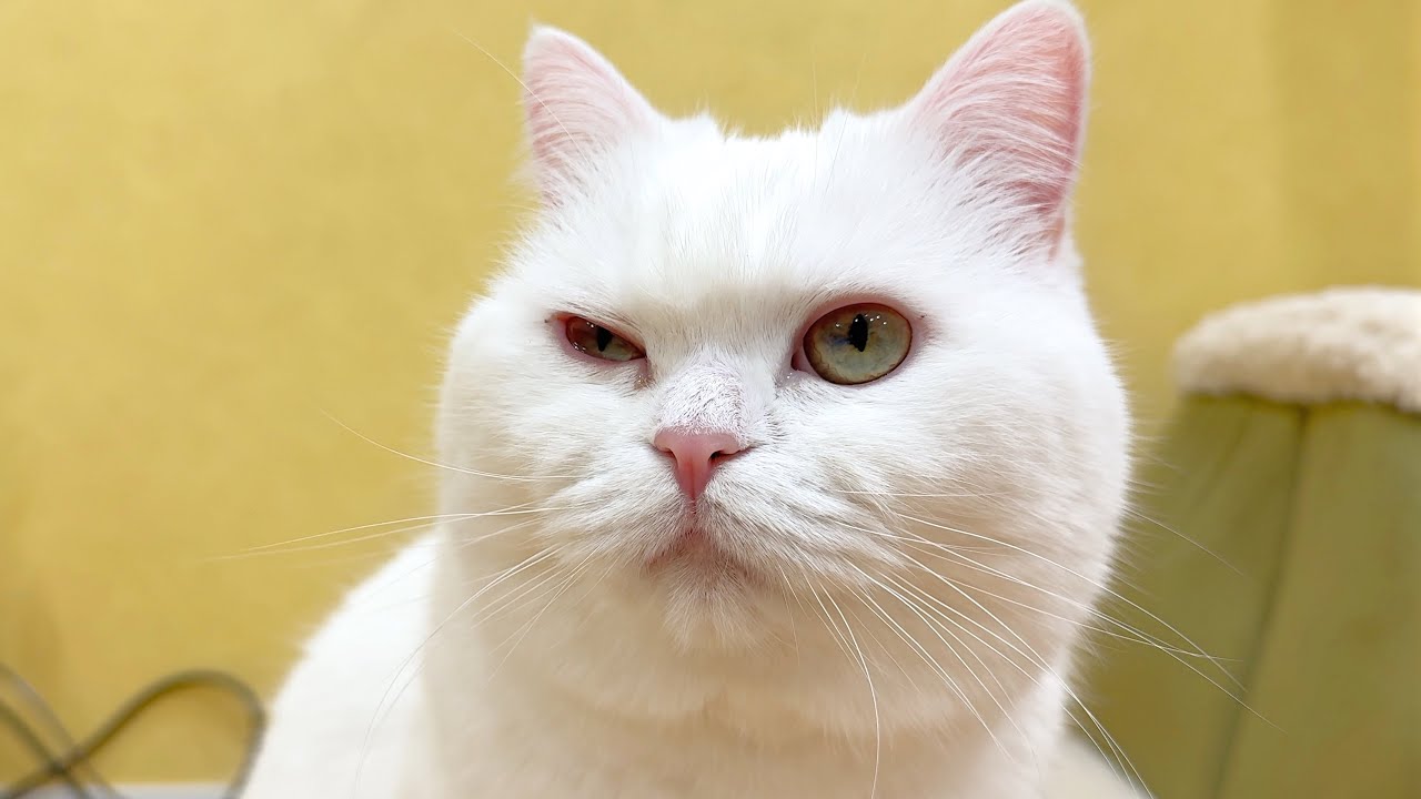 猫風邪を引いたので、しばらく外出はお休みします