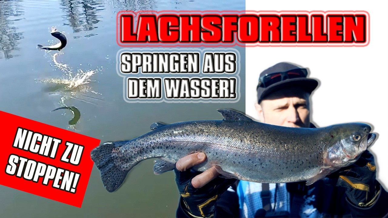 LACHSFORELLEN geben GAS! Nicht zu STOPPEN! Forellenangeln mit FANGENSWERT | Diepeschrather Mühle