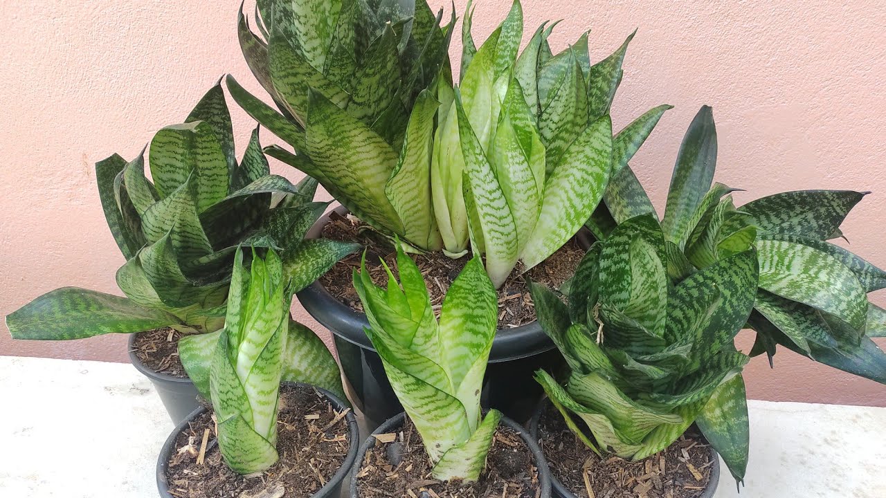 Mini Espada De São Jorge: Como Fazer Mudas + Dicas De Cultivo