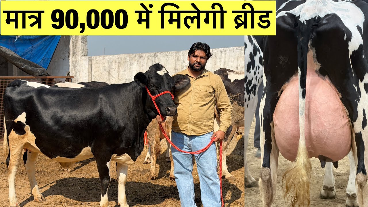 Top quality HF cows in just 90,000 || Hussain Dairy Farm