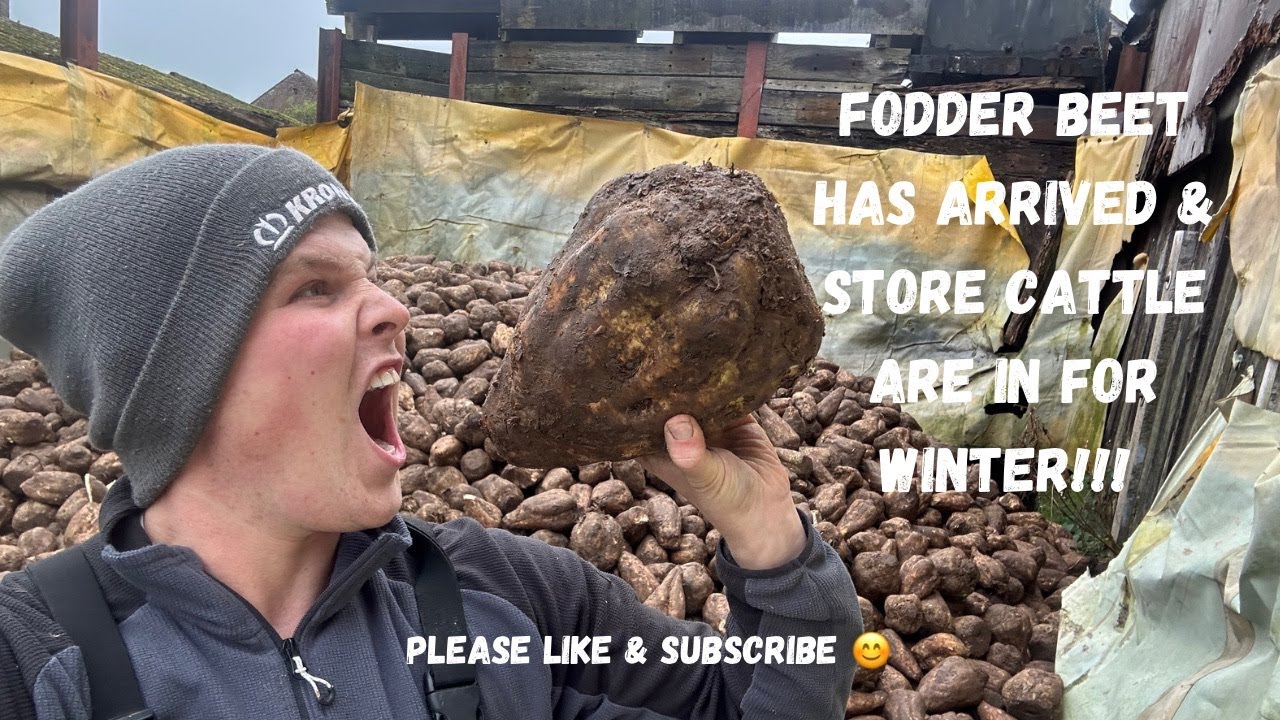 FODDER BEET HAS ARRIVED & STORE CATTLE ARE IN FOR WINTER !!!