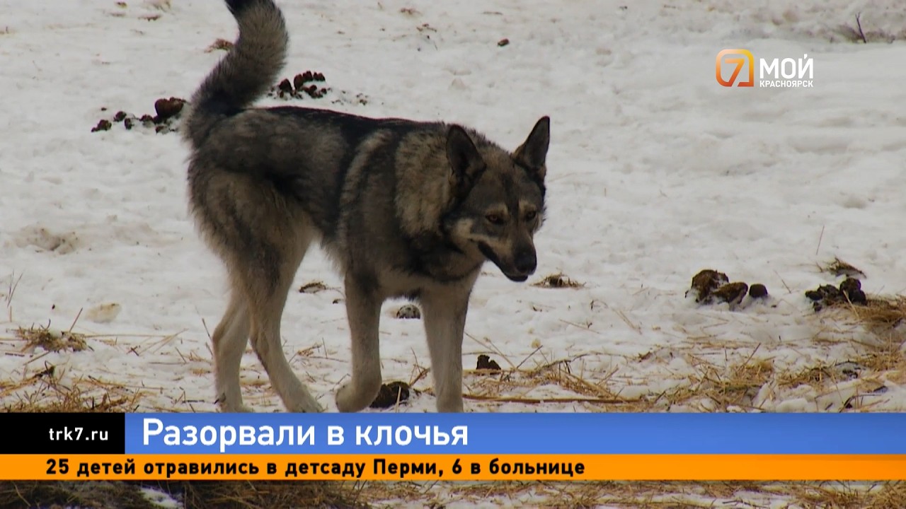 Стая собак разодрала животных в конном клубе под Красноярском