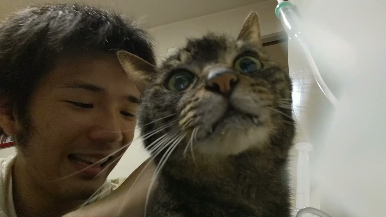猫の自宅皮下点滴 ノーカット