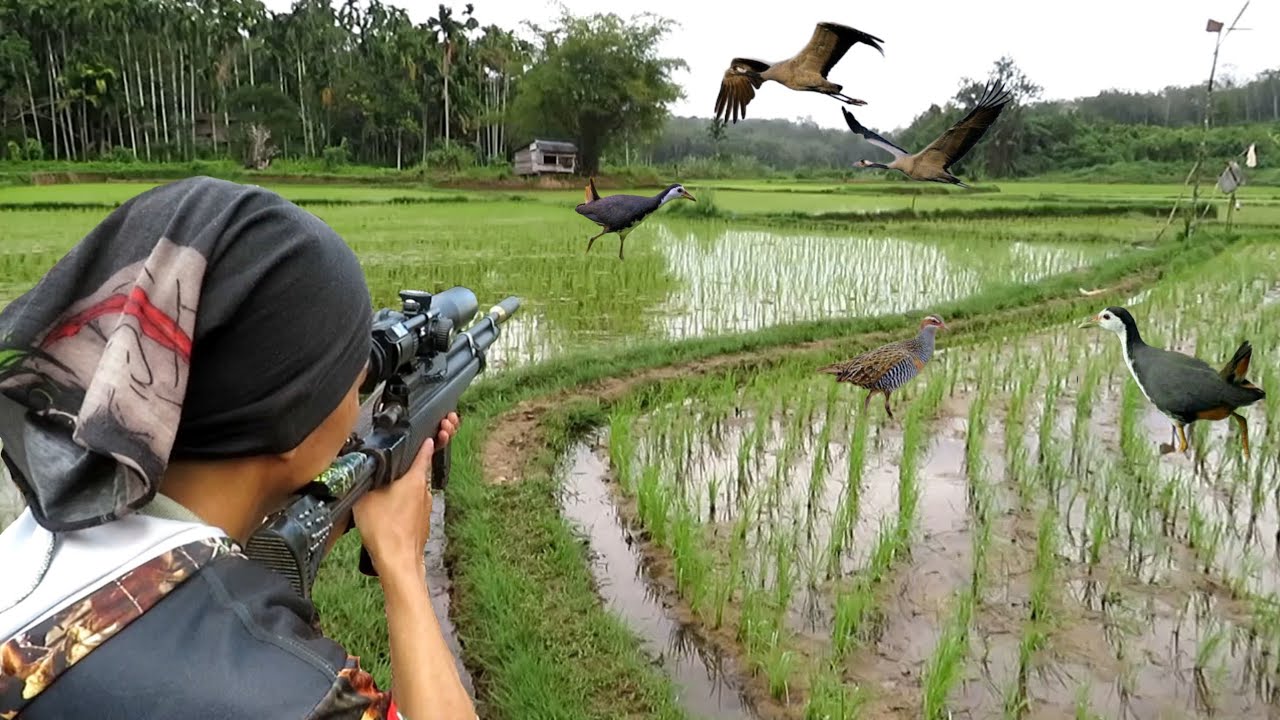 Berburu burung rawa ‼️ RUAK RUAK DAN TERUKUR