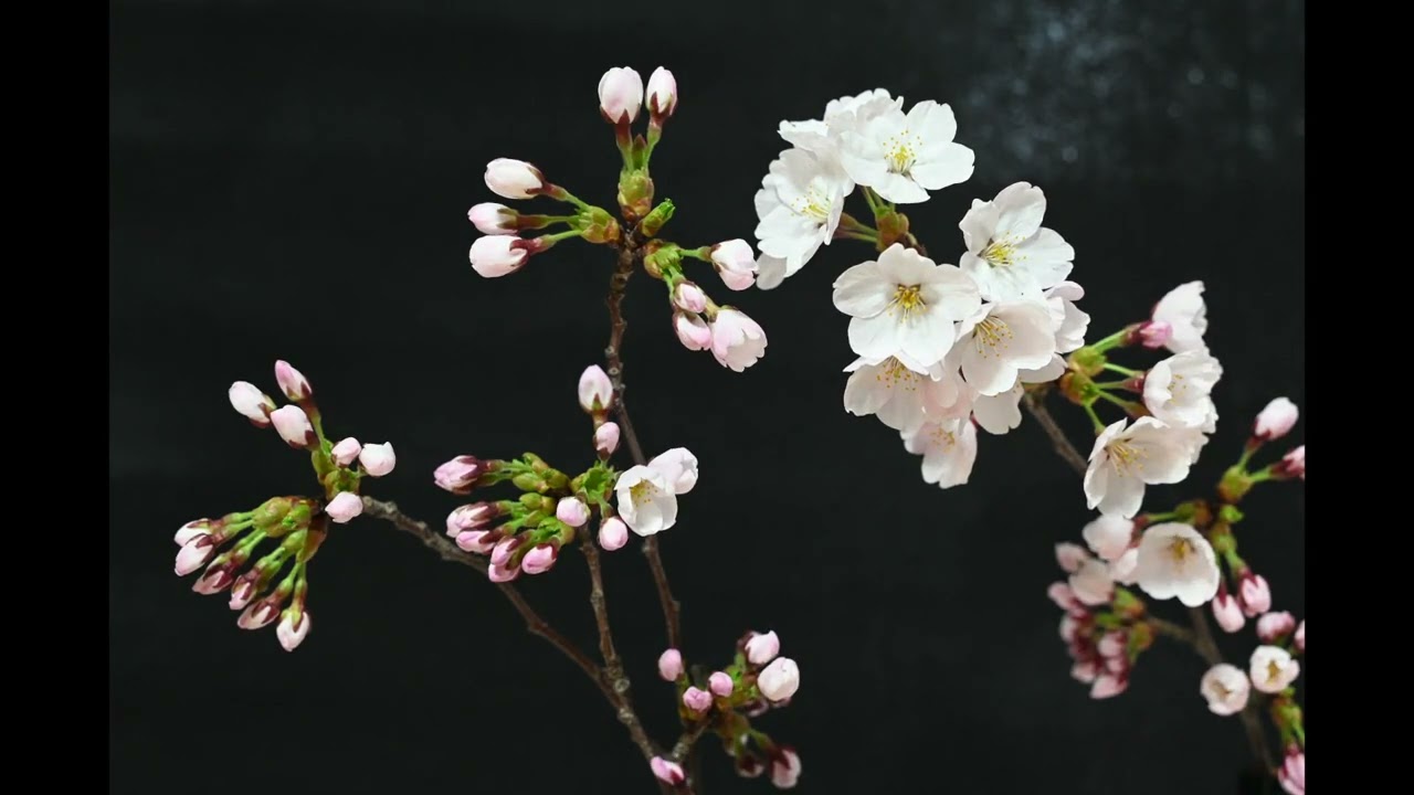 【タイムラプス】桜、開花の瞬間