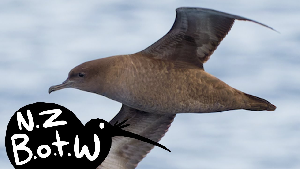 Sooty shearwater - New Zealand Bird of the Week