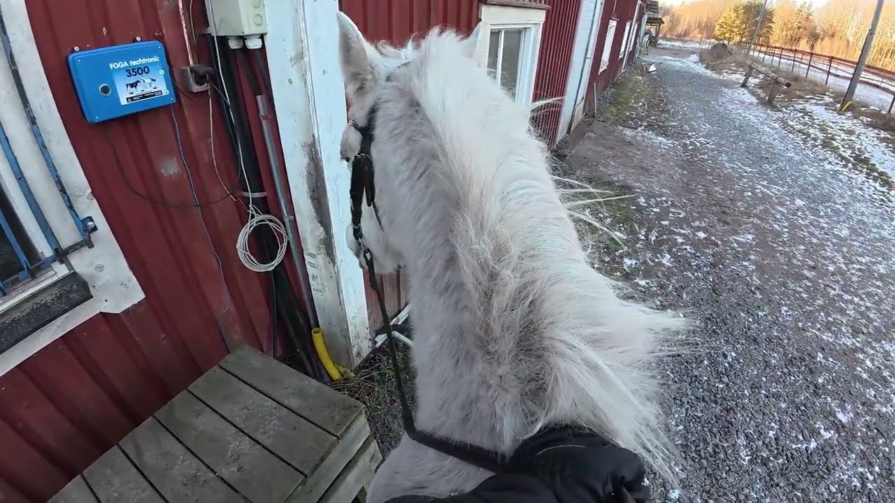 GOPRO - Följ med på en uteritt med Sami + hon är väldigt pigg och taggad!