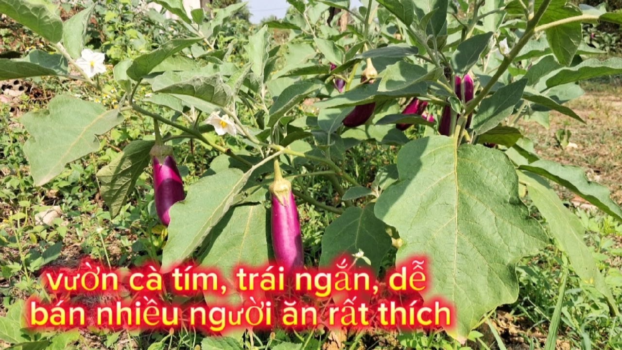 Tập 82, vườn cà tím, trái ngắn, dễ bán nhiều người ăn rất thích