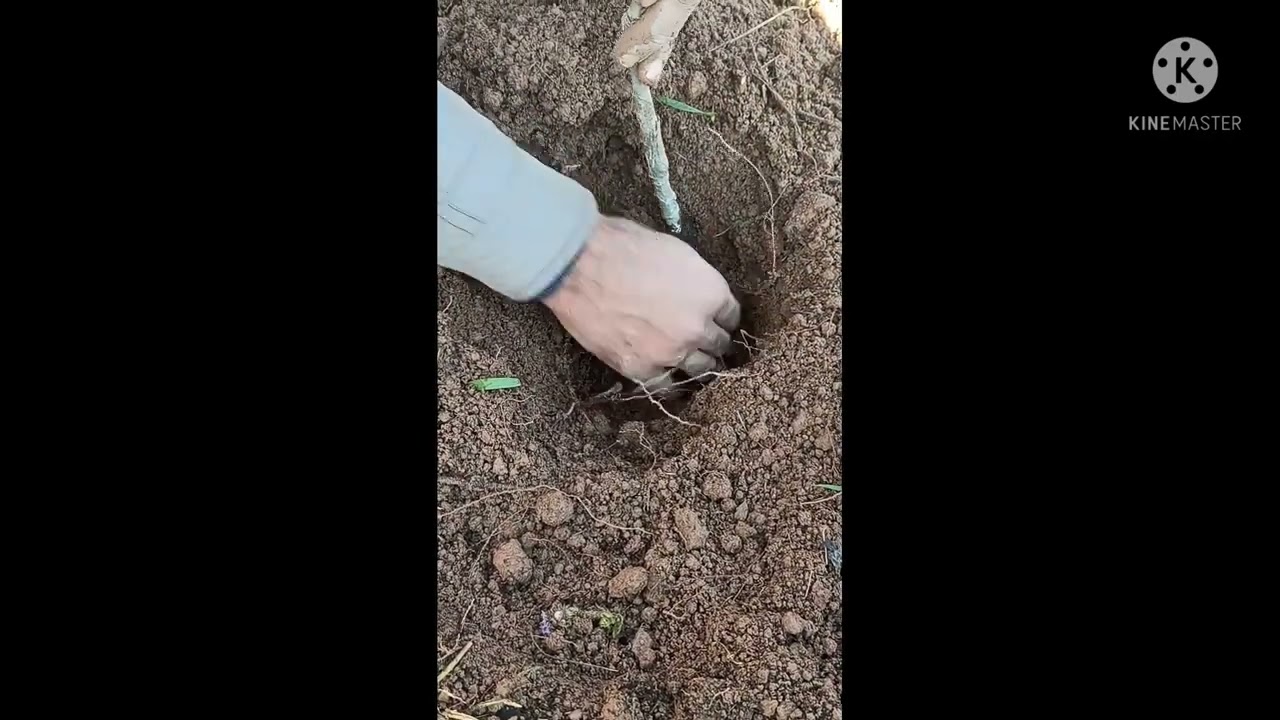 apple garfting plant plantation anna  verity 🍎
