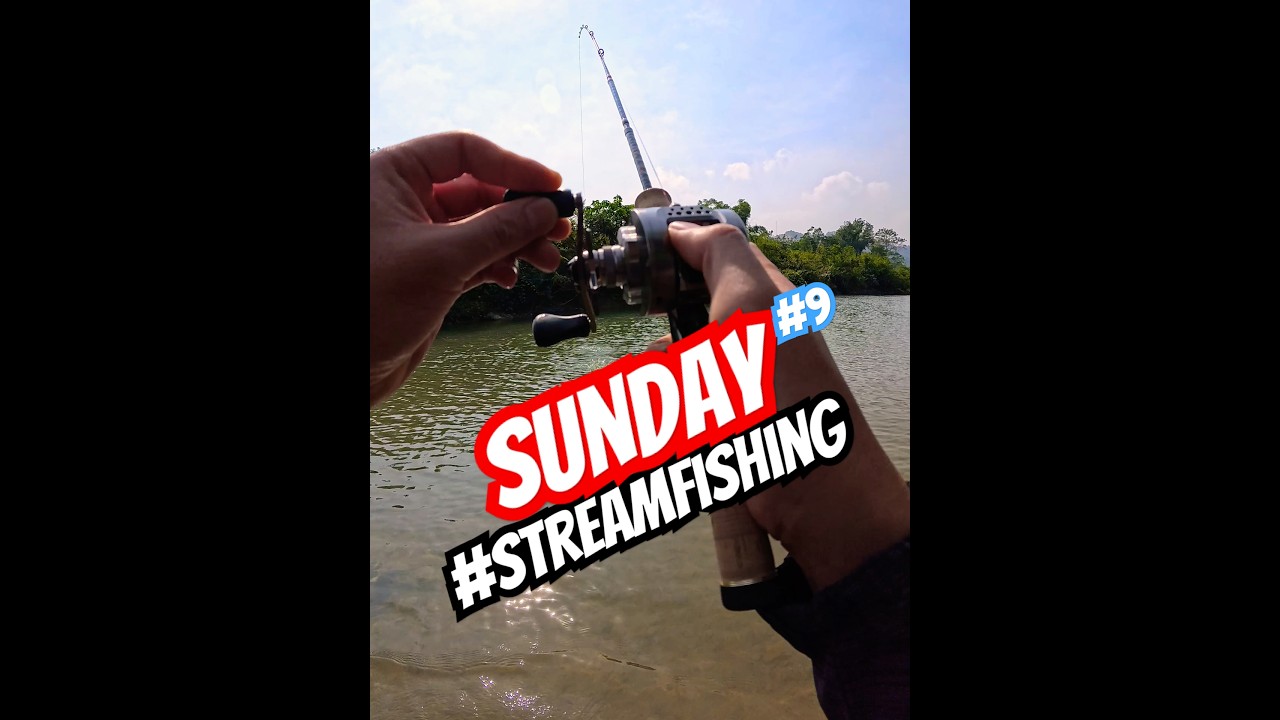 Stream Fishing | BFS setup | Sunday 🎣 