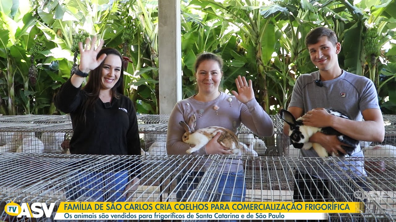Família de São Carlos cria coelhos para comercialização frigorífica