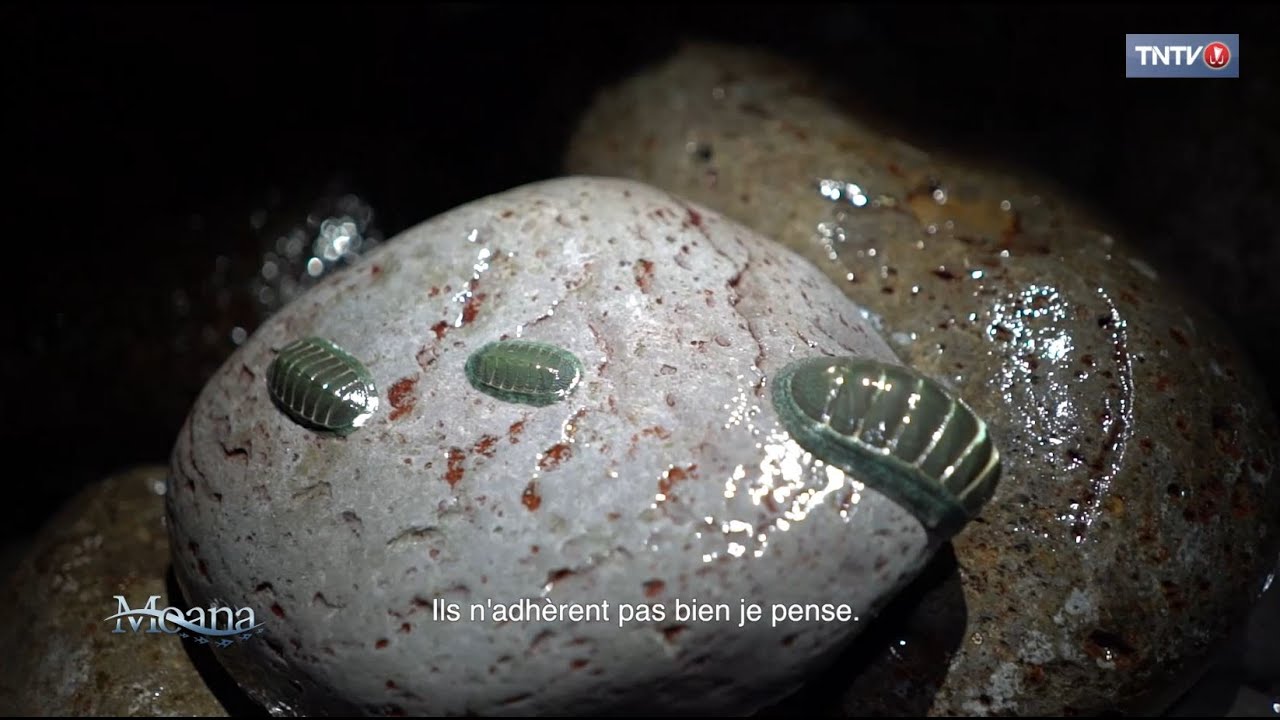 La pêche aux 
